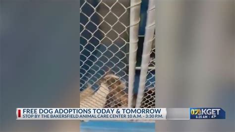 Bakersfield Animal Care Center still offering free .